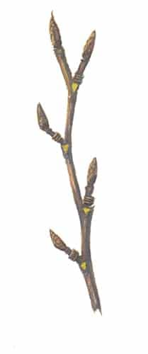 Beech twig Illustrationfor product design