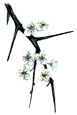 Blackthorn Flower Illustrationfor product design