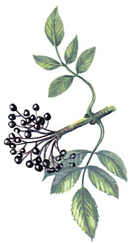 Elderberries Illustration for product design