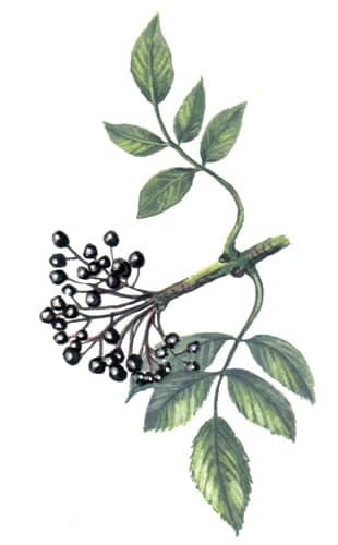 Elder Fruit Branch illustration for product design