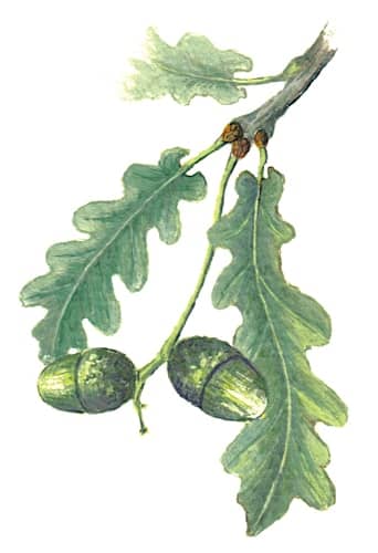 Oak Acorn and Twig Illustration for product design