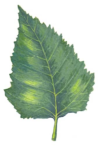 Silver Birch leaf Illustration for product design