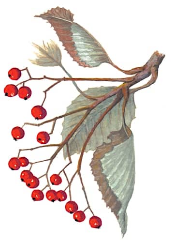 Whitebeam fruit Illustration