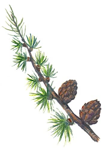 European Larch Branch Illustration for product design