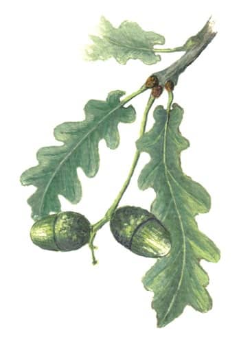 Oak Branch Acorns illustration for product design