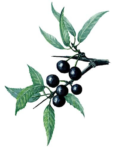 Blackthorn Fruits Illustration for product design