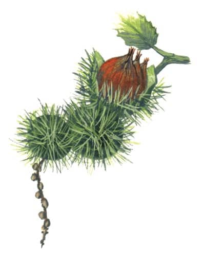 Sweet Chestnut Fruits illustration for product design