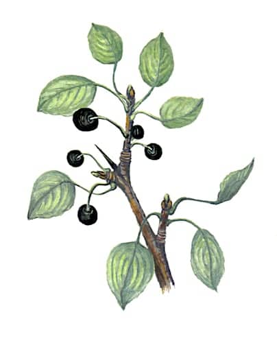 Blackthorn Fruit branch Illustration for product design