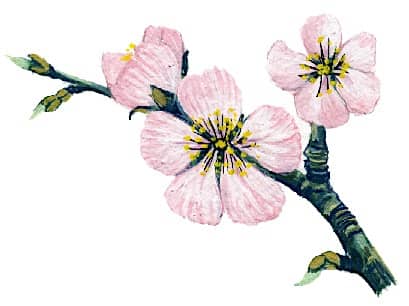almond flowers Illustration for product design