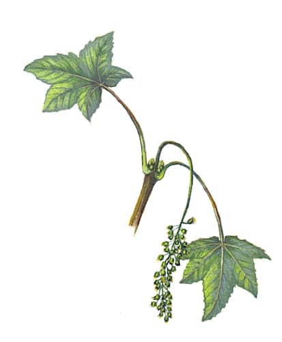 Sycamore Flowers Illustration for product design