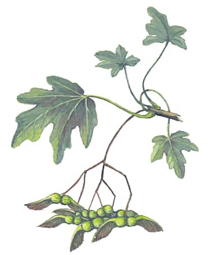 Fieldmaple Branch fruits Illustration for product design