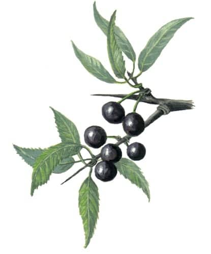 Blackthorn Fruits illustration for product design