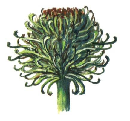 Burdockfruit illustration for product design