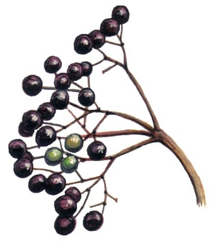 Elder Fruit Branch illustration for product design