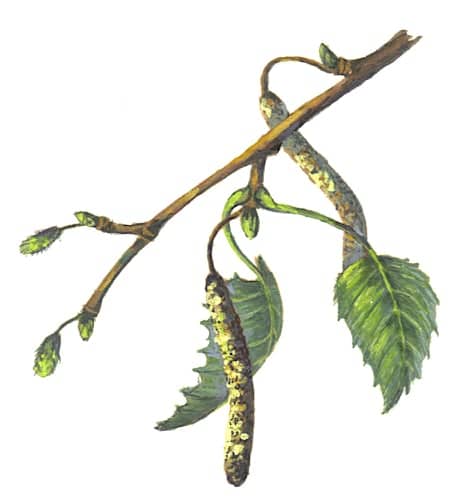 Silver Birch Branch Illustration for product design