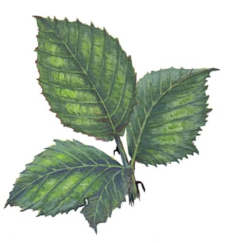 Boackberry leaf for product design