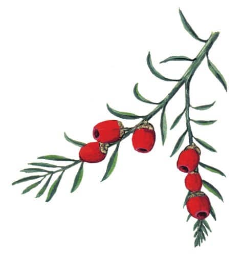 Yew branch illustration for product design