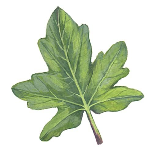 Fieldmaple Leaf Illustration for product design