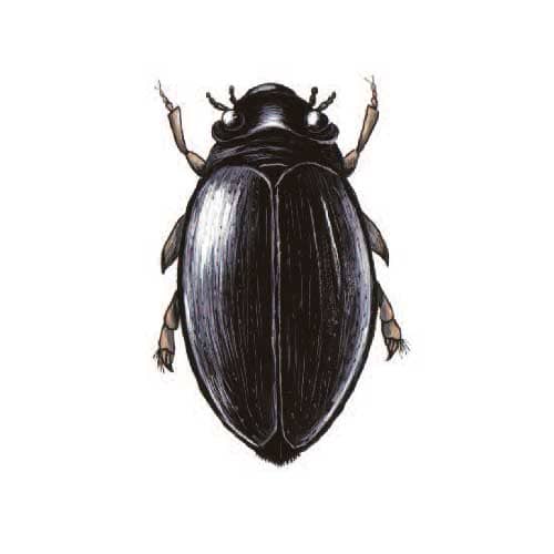 whirligig beetle drawing