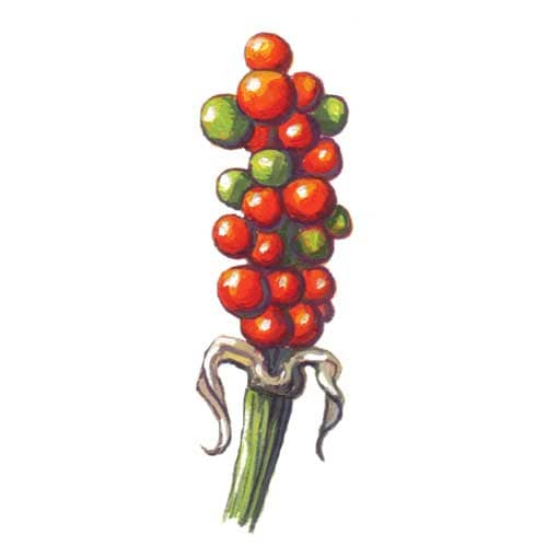 Arumfruits illustration for product design