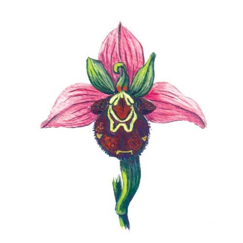Bee Orchid Flower Illustration for product design