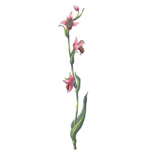 Bee orchid stem Illustration for product design