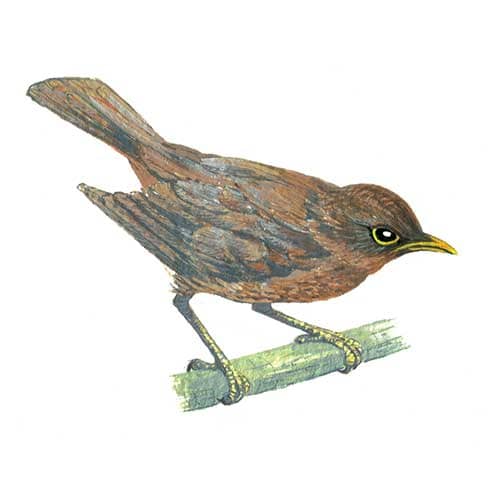 blackbird-female illustration for product design