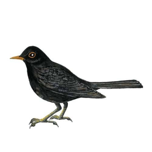 Blackbird illustration to license, illustration for product design