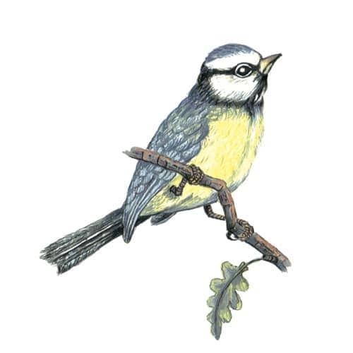 Bluetit bird illustration for product design