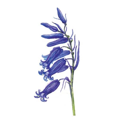 bluebell flower head Illustration for product design