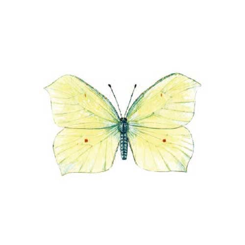 Brimstone Butterfly illustration