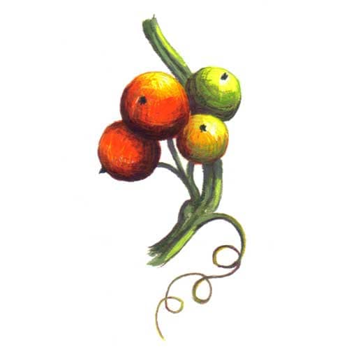 Bryony Fruit Illustrations for product design