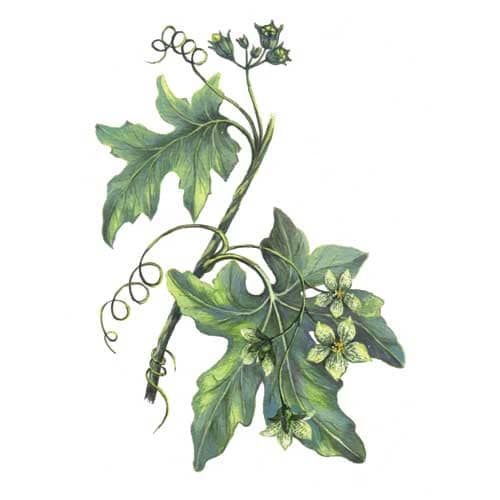 Bryony Plant Illustration Illustration for product design