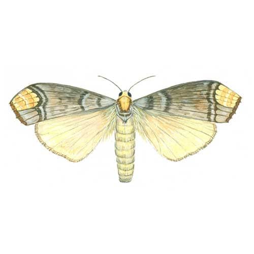 Buff-tip-moth Illustration for product design