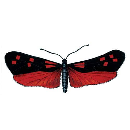 5 Spot Burnet Butterfly Illustration for product design