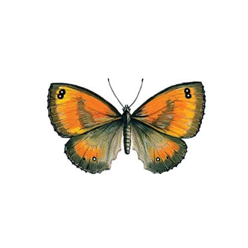 Gatekeeper Butterfly Illustration for product design