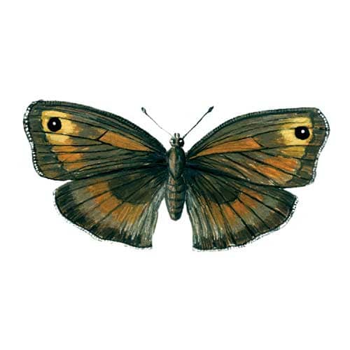 Meadowbrown Butterfly Illustration