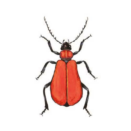 cardinal-beetle illustration for product design