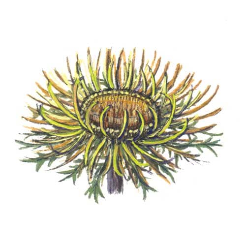 Carline Thistle Flower Illustration for product design