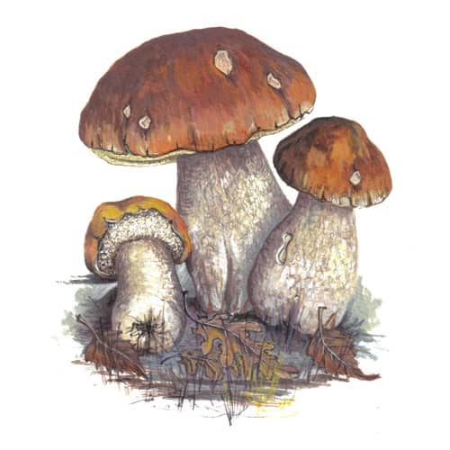Cep fungi illustration for product design