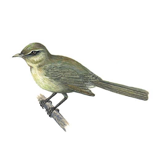 chiffchaff- illustration for product design
