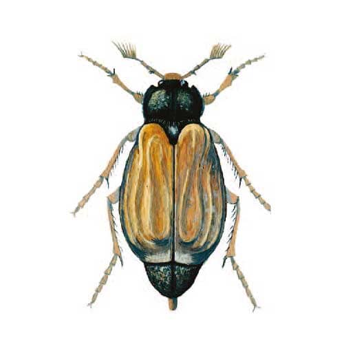 Cockchafer-beetle illustration for product design