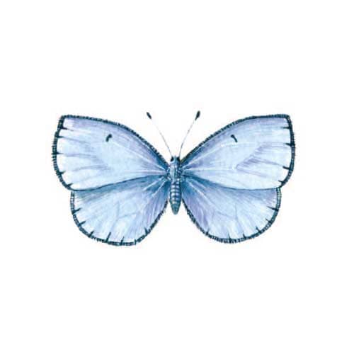 common-blue Butterfly Illustration for product design