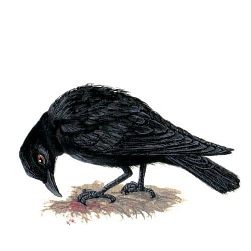 Crow illustration for product design