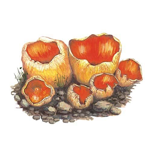 Cup fungi illustration for product design