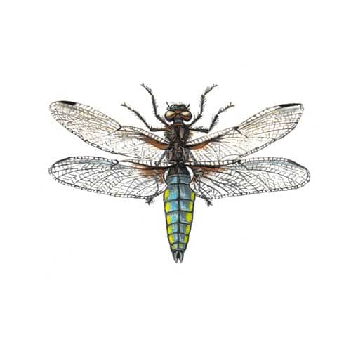 Darter Dragonfly illustration for product design