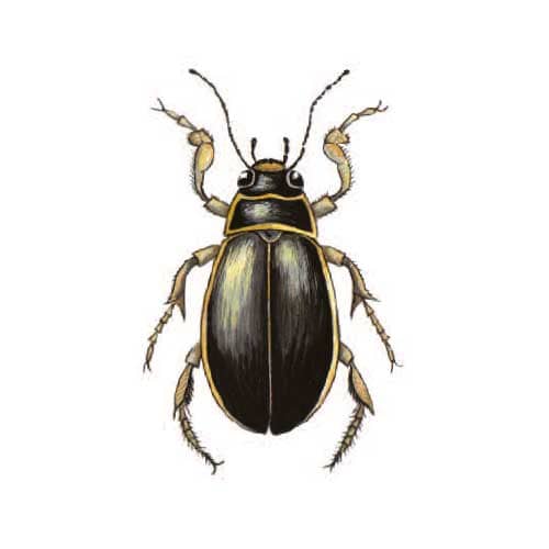 Diving-Beetle illustration for product design