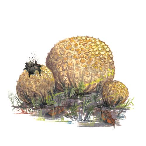 Earthball fungi illustration for product design