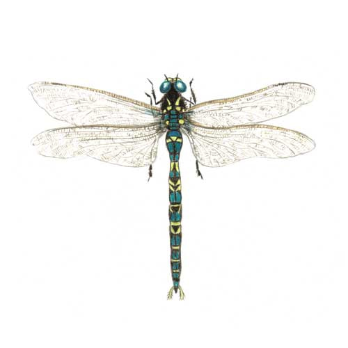 Emp dragonfly illustration for product design