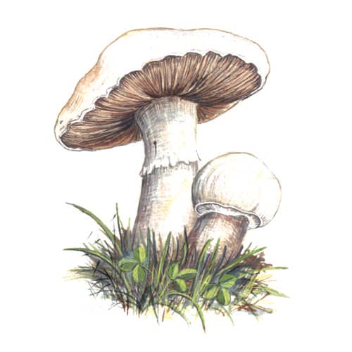 Field mushroom Illustration